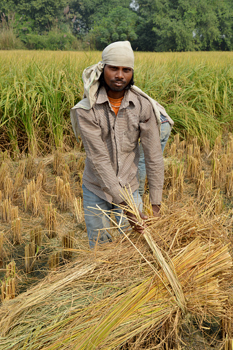 Indian Farmer Binding Bundle of Paddy Crop in the Field Outdoor.