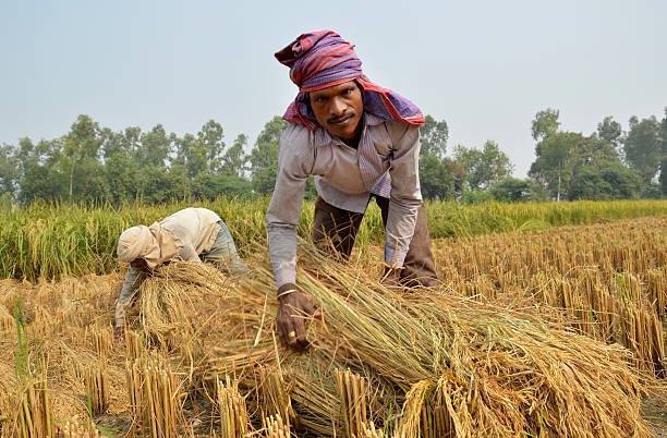 istock Farmer working in the Field 523678435