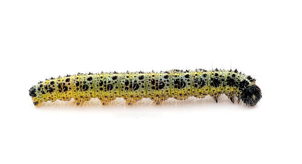 istock Caterpillar of Large Cabbage White butterfly, Pieris brassicae. 523680139