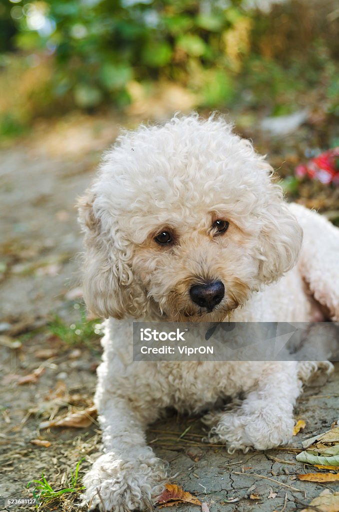 Sad dog lying down on the ground Sad dog in the forest lying down on the ground after running around Animal Stock Photo