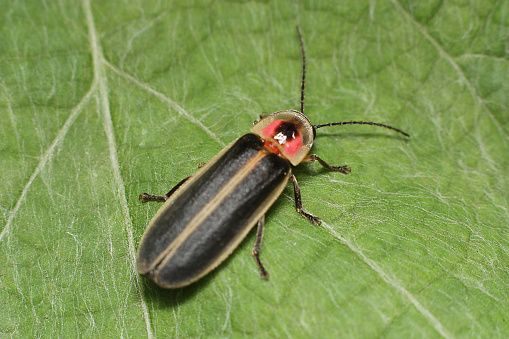Macro shot of a single firefly on a green leaf