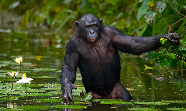 Bonobo stands at the edge of the pond stock photo
