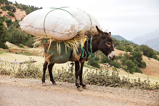 Donkey Weighed Down With Heavy Load Of Hay In Mountains Stock Photo -  Download Image Now - iStock