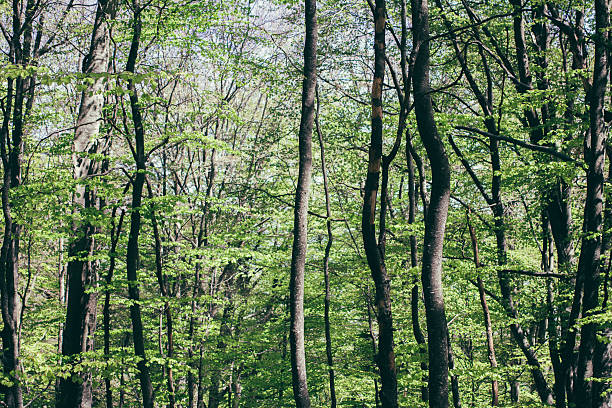 istock Spring Summer Sun Shining Through Canopy of Tall Trees 523689892