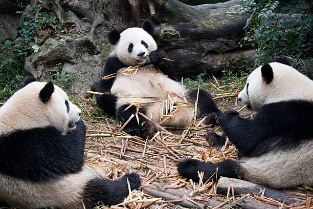 istock Group of Giant Panda - Chengdu - China 523689934