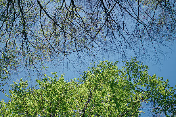 printemps été soleil qui brille à travers de la forêt de grands arbres - low angle view photos et images de collection