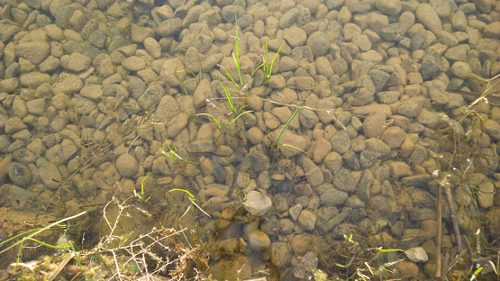 A riverbed shot through the water.