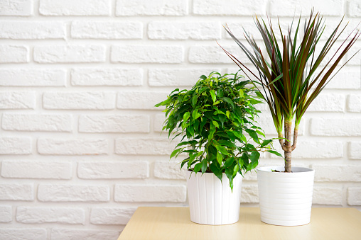 Plant in generic office environment
