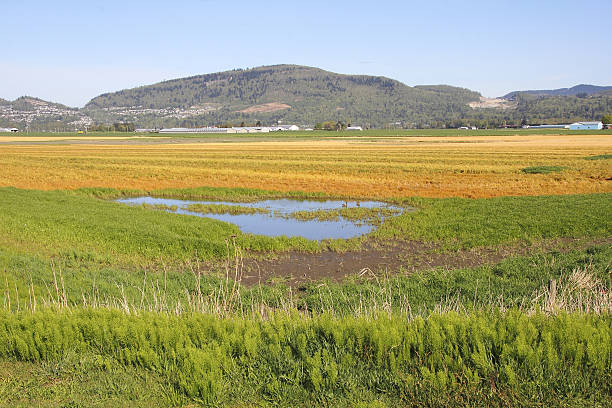 istock Spring Grassland in the Fraser Valley 523692854