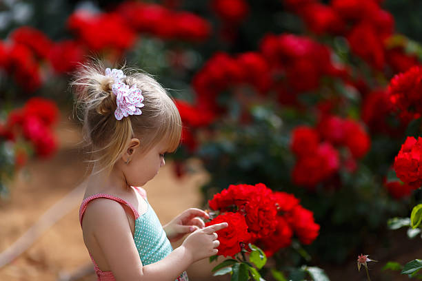 istock Little girl in red roses 523692928