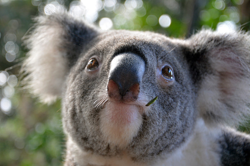 Portrait of a koala on eucalyptus tree in Queensland, Australia.