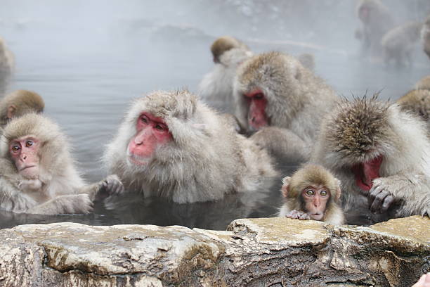 istock Family of a monkey 523693021