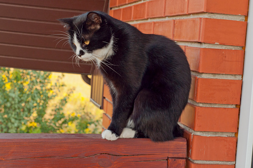 cat sitting on a balcony railing outside