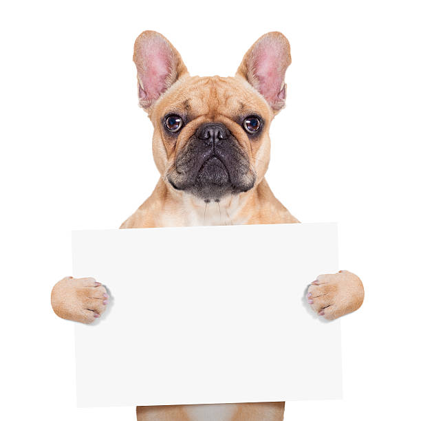 banner placard dog fawn french bulldog holding a white blank banner or placard, isolated on white background pug isolated stock pictures, royalty-free photos & images