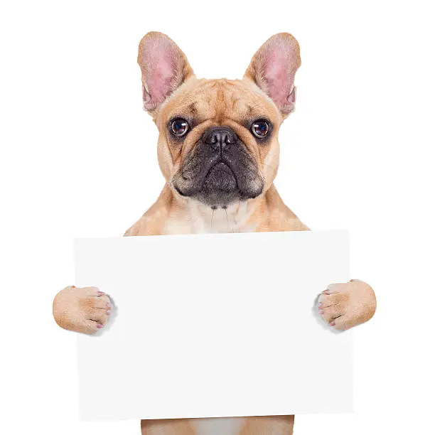 Photo of banner placard dog