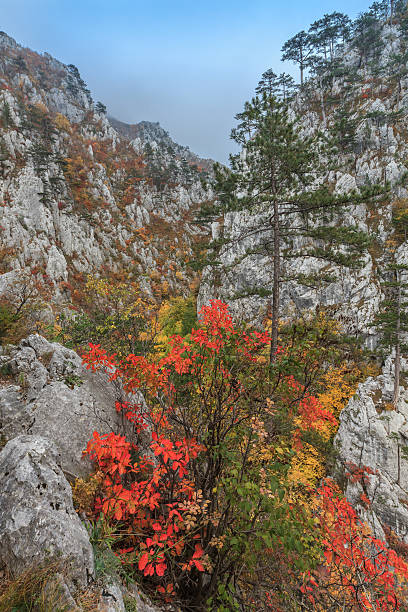 istock Tasnei Gorge, Romania 523693295