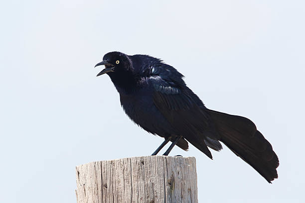 istock Male Great-tailed Grackle Calling From a Wooden Post - Texas 523693433