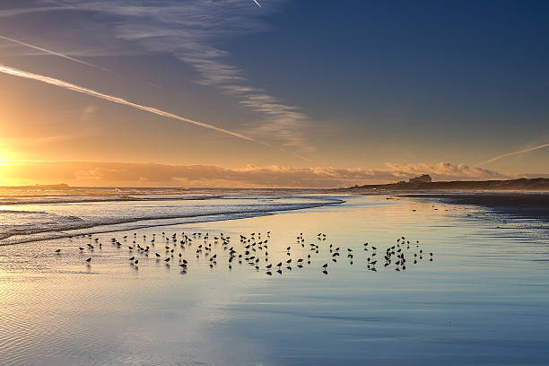 castello di bamburgh nel northumberland, inghilterra.  le isole farne ar - bamburgh foto e immagini stock