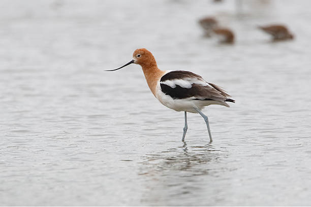 istock American Avocet - Texas 523693469