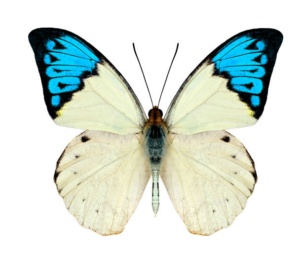 istock Beautiful Blue and White Butterfly 523693487