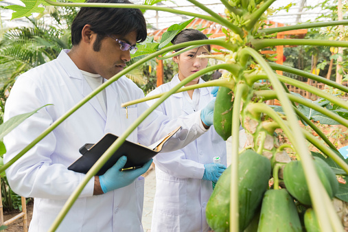 asian scientists working in greenhouse, hong kong china.