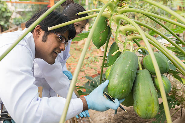 istock Scientist in greenhouse 523693617