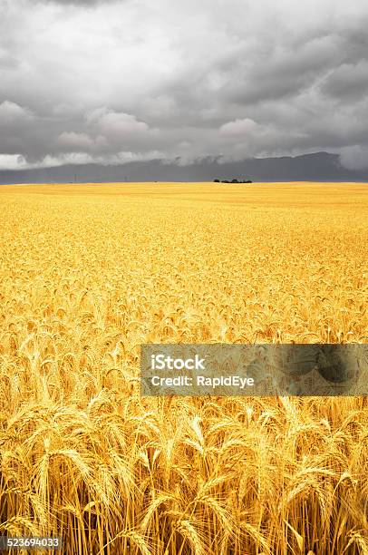 Beautiful Field Of Wheat With Cloudy Sky Stock Photo - Download Image Now - Agricultural Field, Agriculture, Beauty In Nature
