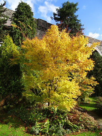 Photo showing the bright yellow leaves of a coral bark maple (Japanese maple 'Sango-kaku') pictured in the autumn against a sunny blue sky.  The bright fall colours of the maple contrast with the green garden background of evergreen shrubs and trees.  Of note, the Latin name for this variety of coral bark Japanese maples is: acer palmatum 'senkaki'.