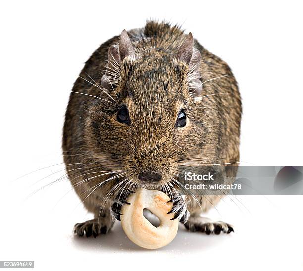 Degu Mouse Gnawing Baking Stock Photo - Download Image Now - Animal, Animal  Body Part, Animal Eye - iStock