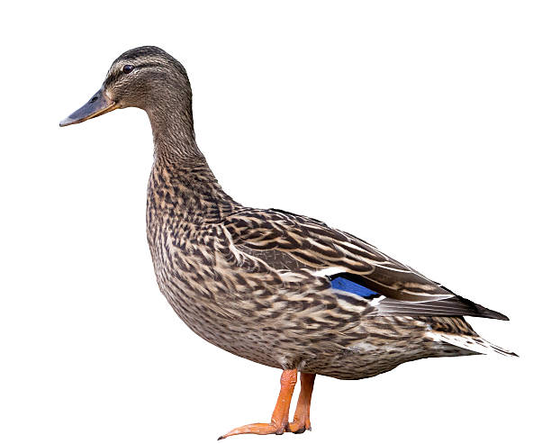istock Profile of a Mallard Duck isolated on white background 523694831