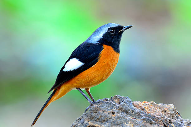 istock Beautiful bird, Daurian Redstart standing on the rock ( Phoenicu 523695313