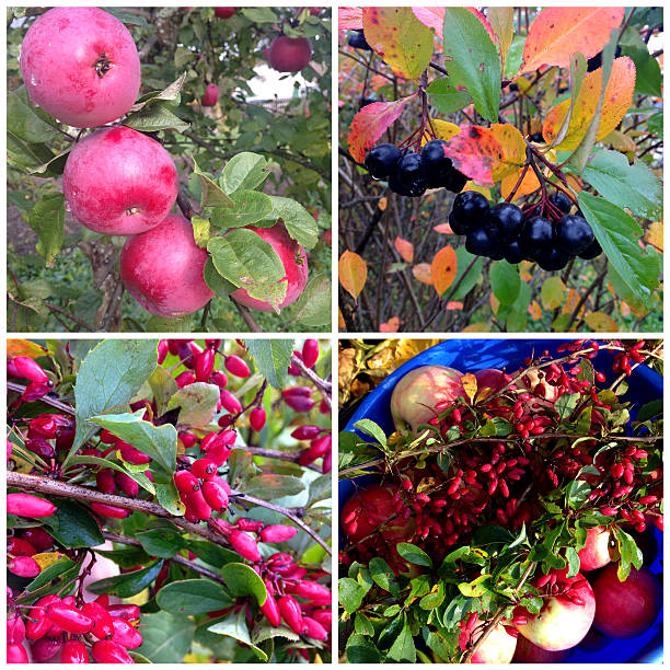 istock Collage of autumn plants 523695931