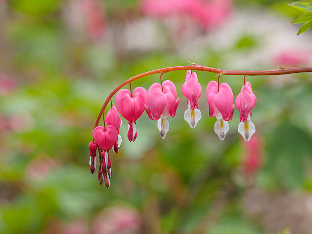 istock Spring flowers series, Bleeding Heart flower 523696132