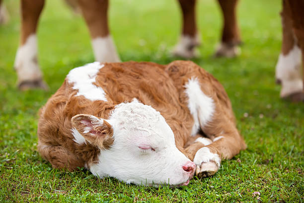 Newborn Hereford Calf Close-up of a newborn Hereford calf resting in the pasture. sleeping cow stock pictures, royalty-free photos & images