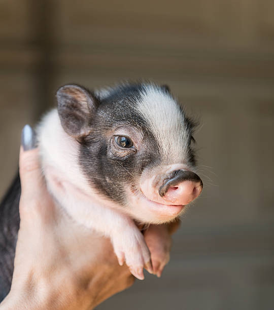 baby piglet - hangbuikzwijn stockfoto's en -beelden
