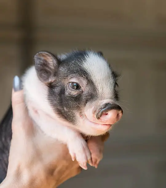 Pet baby pig being held by human hand.