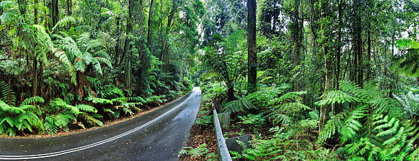 bm irvine floresta de estrada - eucalyptus tree tree australia tropical rainforest imagens e fotografias de stock