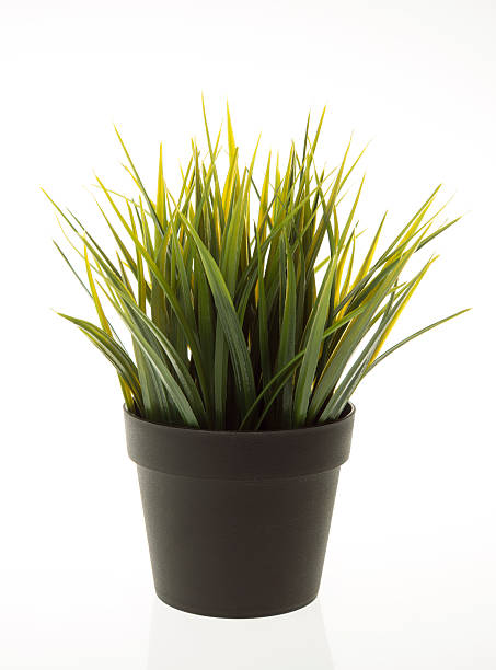istock fake grass in the pot 523696905