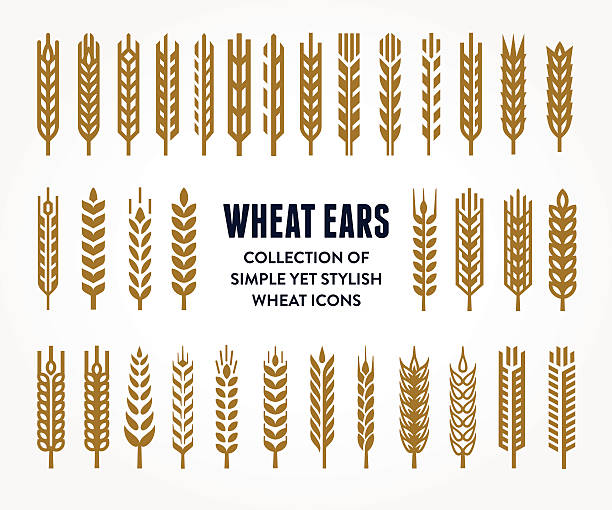 ilustrações, clipart, desenhos animados e ícones de conjunto de ícones de orelhas de trigo - trigo
