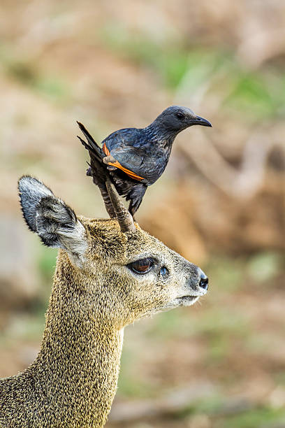 istock Red-winged Starling and klipspringer in Kruger National park, So 523698240