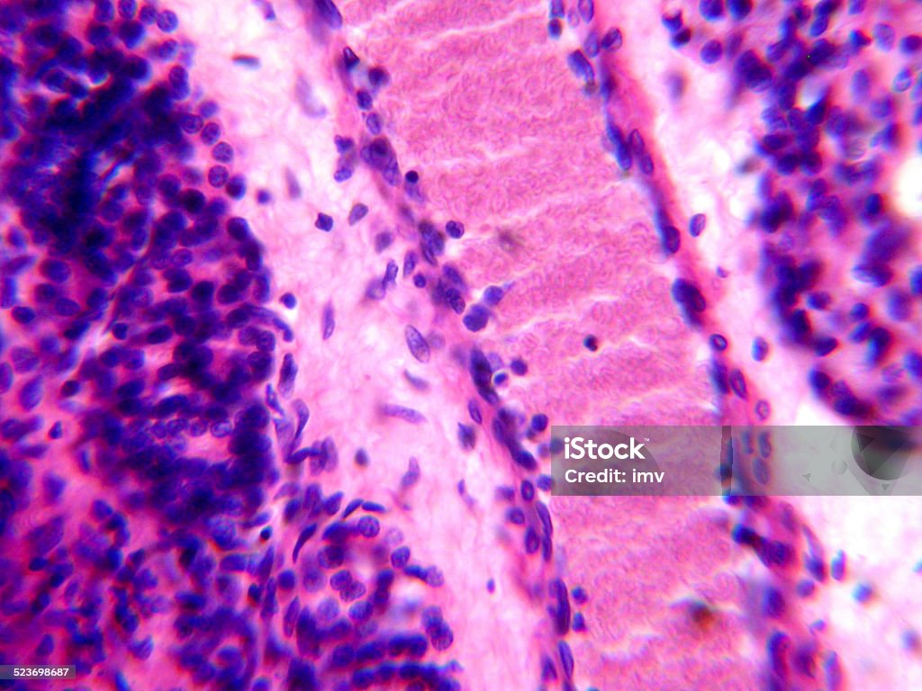 Dog jejunum under microscope Dog jejunum tissue micrograph. Jejunum Stock Photo