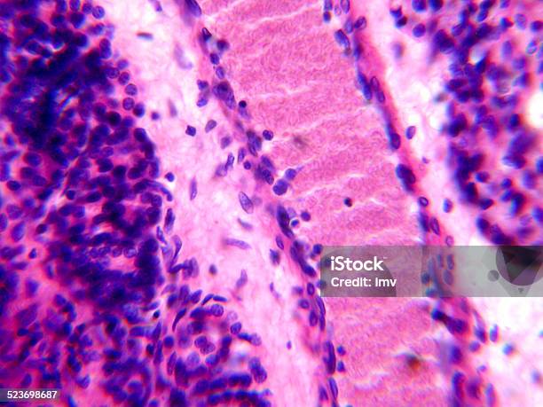 Dog Jejunum Under Microscope Stock Photo - Download Image Now - Jejunum, Animal, Animal Digestive System