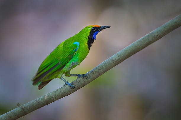 Golden fronted- leafbird – Foto