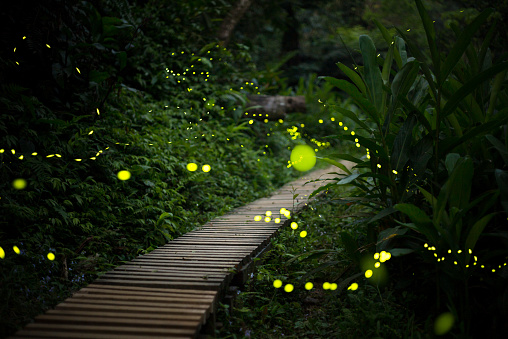 fireflies in the bush at night in taiwan
