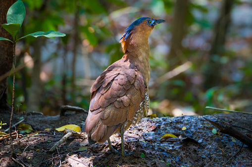 Rare Malayan Night Heron (Gorsachius melanolophus)  in real nature in Thailand