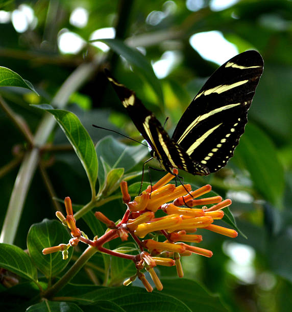 istock Zebra long winged butterfly on orange flower 523700110