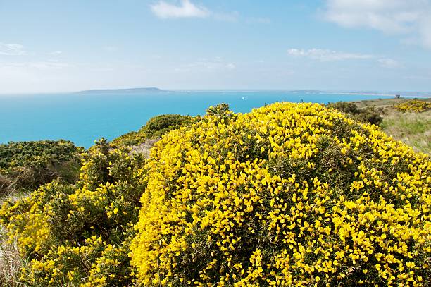 istock Gorse bush on Jurassic Coast, Dorset, England 523701518