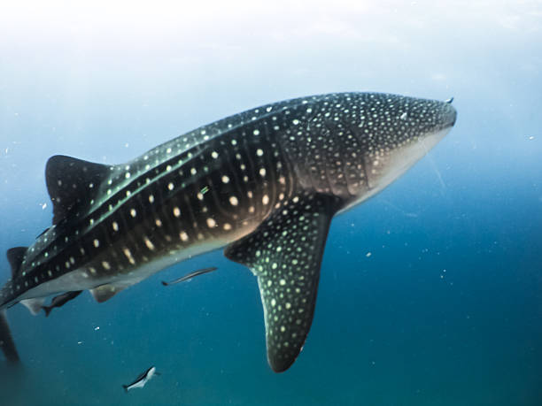 istock whale shark swimming Underwater Photos 523702664