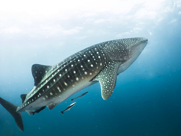 istock whale shark swimming Underwater Photos 523702878