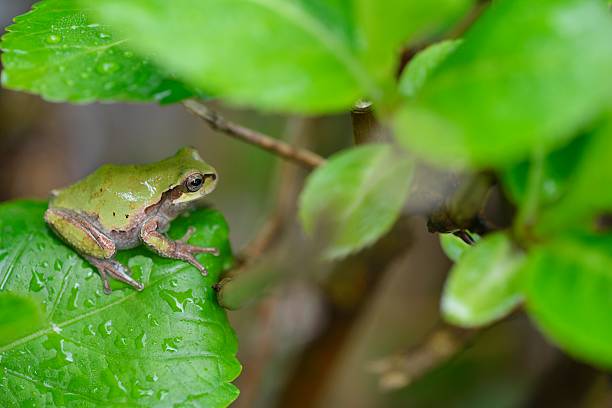 istock Japanese tree frog sitting on the leaf of hydrangea 523703222